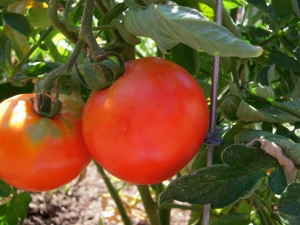late summer tomatoes